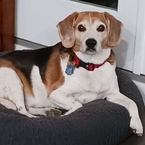 Meet your Posher, Tamma